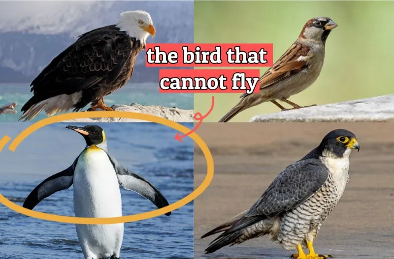 Sports Encyclopedia Lightning Draft: Volume I